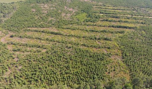 Photo of UNDER CONTRACT!  86.59 Acres of Timber and Hunting Land For Sale in Wilson County NC!