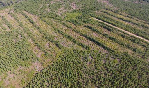 Photo of UNDER CONTRACT!  86.59 Acres of Timber and Hunting Land For Sale in Wilson County NC!