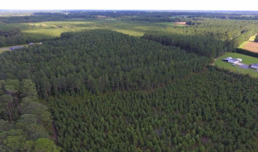 Photo of UNDER CONTRACT!  86.59 Acres of Timber and Hunting Land For Sale in Wilson County NC!