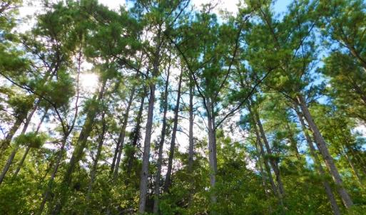 Photo of UNDER CONTRACT!  86.59 Acres of Timber and Hunting Land For Sale in Wilson County NC!