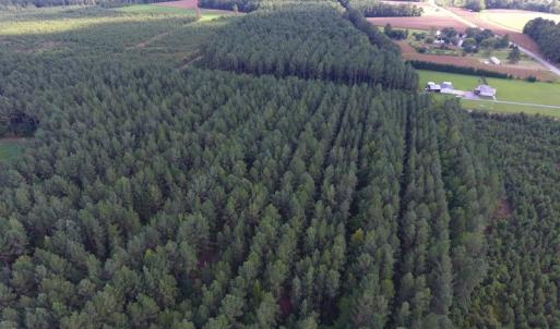 Photo of UNDER CONTRACT!  86.59 Acres of Timber and Hunting Land For Sale in Wilson County NC!