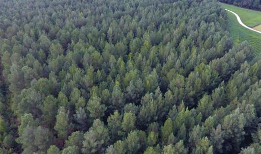 Photo of UNDER CONTRACT!  86.59 Acres of Timber and Hunting Land For Sale in Wilson County NC!