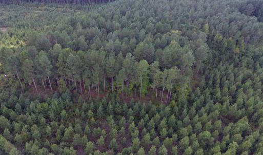 Photo of UNDER CONTRACT!  86.59 Acres of Timber and Hunting Land For Sale in Wilson County NC!