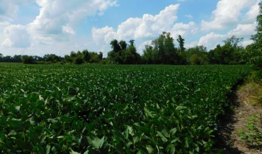 Photo of UNDER CONTRACT!  65.57 Acres of Farm and Timber Land For Sale in Wilson County NC!