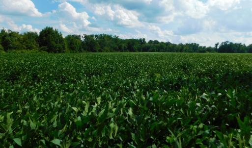 Photo of UNDER CONTRACT!  65.57 Acres of Farm and Timber Land For Sale in Wilson County NC!