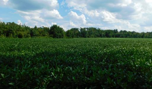 Photo of UNDER CONTRACT!  65.57 Acres of Farm and Timber Land For Sale in Wilson County NC!