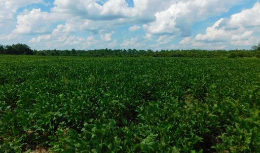 Photo of UNDER CONTRACT!  65.57 Acres of Farm and Timber Land For Sale in Wilson County NC!