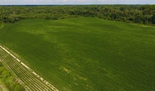 Photo of UNDER CONTRACT!  65.57 Acres of Farm and Timber Land For Sale in Wilson County NC!