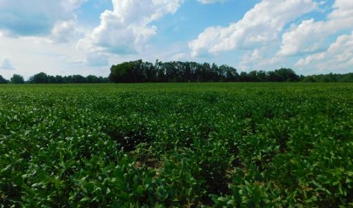 Photo of UNDER CONTRACT!  65.57 Acres of Farm and Timber Land For Sale in Wilson County NC!