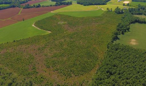 Photo of UNDER CONTRACT!  92.6 Acres of Farm and Timber Land For Sale in Wilson County NC!