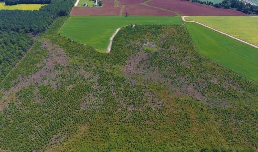 Photo of UNDER CONTRACT!  92.6 Acres of Farm and Timber Land For Sale in Wilson County NC!