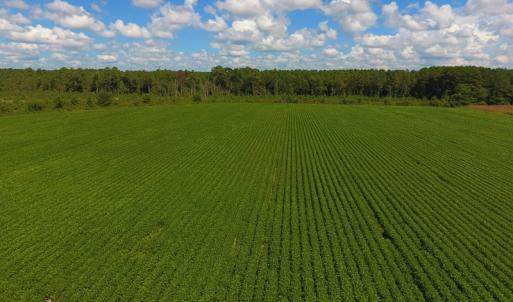 Photo of UNDER CONTRACT!  92.6 Acres of Farm and Timber Land For Sale in Wilson County NC!