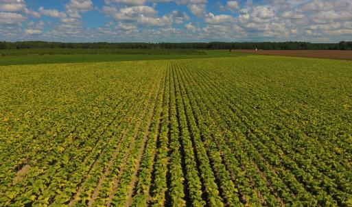 Photo of UNDER CONTRACT!  92.6 Acres of Farm and Timber Land For Sale in Wilson County NC!