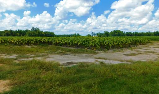 Photo of UNDER CONTRACT!  92.6 Acres of Farm and Timber Land For Sale in Wilson County NC!
