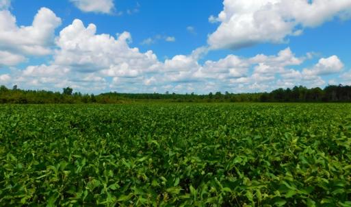 Photo of UNDER CONTRACT!  92.6 Acres of Farm and Timber Land For Sale in Wilson County NC!
