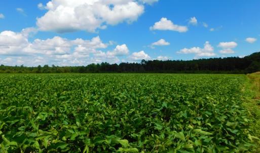 Photo of UNDER CONTRACT!  92.6 Acres of Farm and Timber Land For Sale in Wilson County NC!