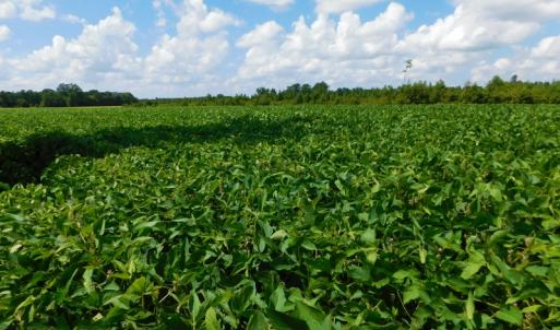 Photo of UNDER CONTRACT!  92.6 Acres of Farm and Timber Land For Sale in Wilson County NC!
