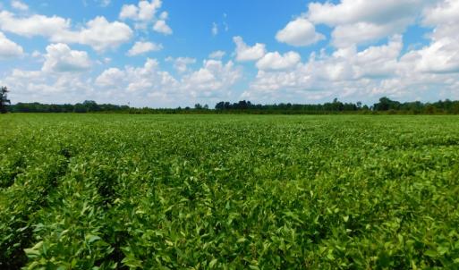 Photo of UNDER CONTRACT!  92.6 Acres of Farm and Timber Land For Sale in Wilson County NC!