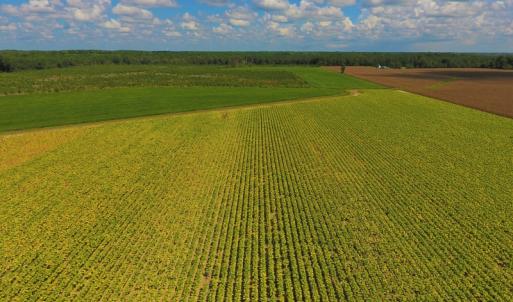 Photo of UNDER CONTRACT!  92.6 Acres of Farm and Timber Land For Sale in Wilson County NC!