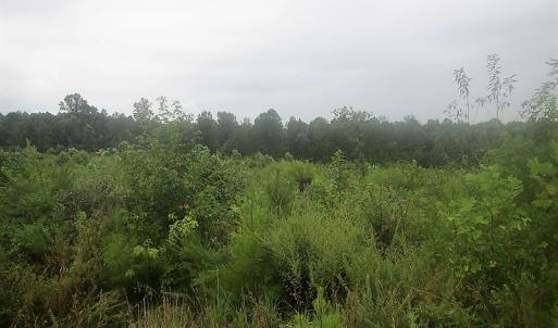 Photo of UNDER CONTRACT!  98 Acres of Hunting and Investment Land For Sale in Charlotte County VA!