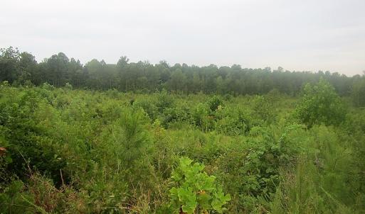 Photo of UNDER CONTRACT!  98 Acres of Hunting and Investment Land For Sale in Charlotte County VA!