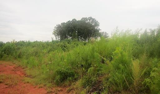 Photo of UNDER CONTRACT!  98 Acres of Hunting and Investment Land For Sale in Charlotte County VA!