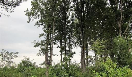 Photo of UNDER CONTRACT!  98 Acres of Hunting and Investment Land For Sale in Charlotte County VA!