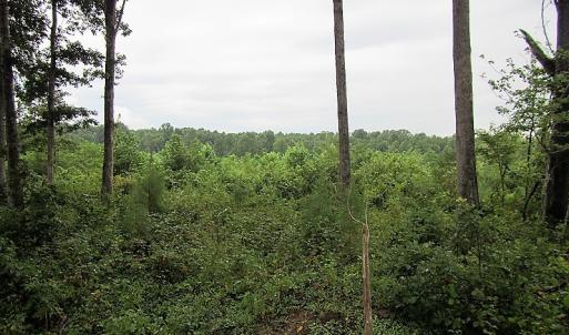Photo of UNDER CONTRACT!  98 Acres of Hunting and Investment Land For Sale in Charlotte County VA!