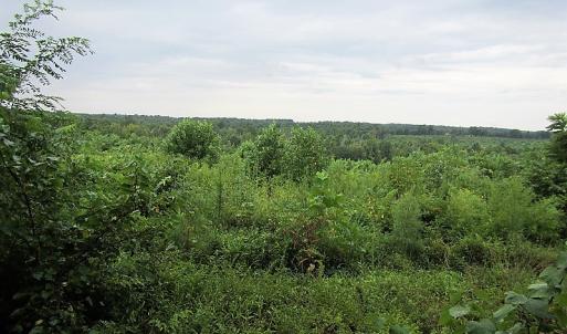 Photo of UNDER CONTRACT!  98 Acres of Hunting and Investment Land For Sale in Charlotte County VA!