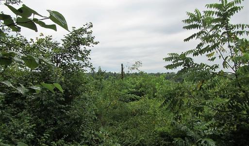 Photo of UNDER CONTRACT!  98 Acres of Hunting and Investment Land For Sale in Charlotte County VA!