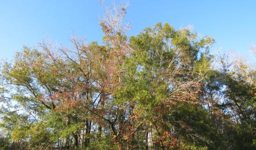 Photo of UNDER CONTRACT!  52 Acres of Hunting and Timber Land For Sale in Robeson County NC!