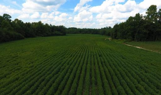 Photo of UNDER CONTRACT!  128.25 Acres of Farm and Timber Land For Sale In Wilson County NC!