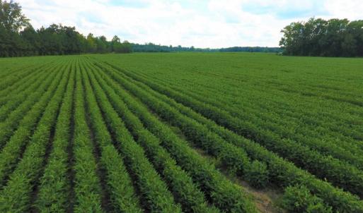 Photo of UNDER CONTRACT!  128.25 Acres of Farm and Timber Land For Sale In Wilson County NC!