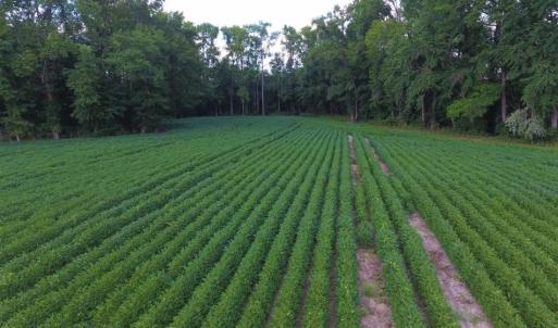 Photo of UNDER CONTRACT!  128.25 Acres of Farm and Timber Land For Sale In Wilson County NC!