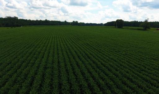 Photo of UNDER CONTRACT!  128.25 Acres of Farm and Timber Land For Sale In Wilson County NC!