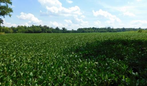 Photo of UNDER CONTRACT!  128.25 Acres of Farm and Timber Land For Sale In Wilson County NC!