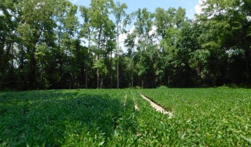 Photo of UNDER CONTRACT!  128.25 Acres of Farm and Timber Land For Sale In Wilson County NC!