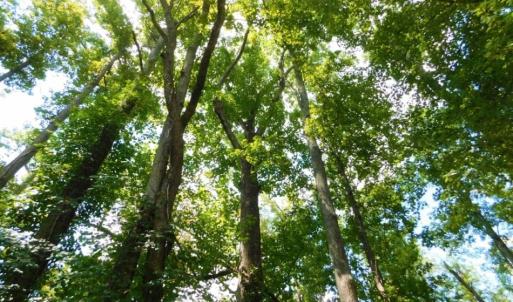 Photo of UNDER CONTRACT!  128.25 Acres of Farm and Timber Land For Sale In Wilson County NC!
