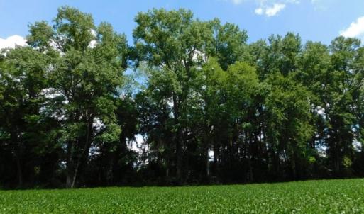 Photo of UNDER CONTRACT!  128.25 Acres of Farm and Timber Land For Sale In Wilson County NC!
