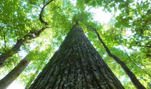 Photo of UNDER CONTRACT!  128.25 Acres of Farm and Timber Land For Sale In Wilson County NC!