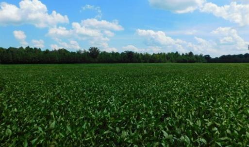 Photo of UNDER CONTRACT!  128.25 Acres of Farm and Timber Land For Sale In Wilson County NC!