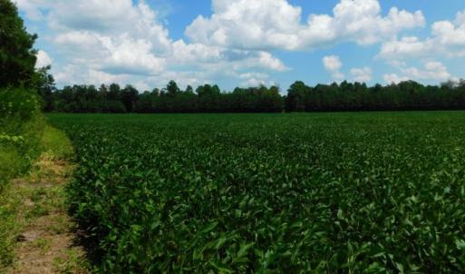 Photo of UNDER CONTRACT!  128.25 Acres of Farm and Timber Land For Sale In Wilson County NC!