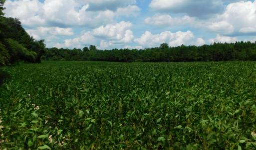 Photo of UNDER CONTRACT!  128.25 Acres of Farm and Timber Land For Sale In Wilson County NC!