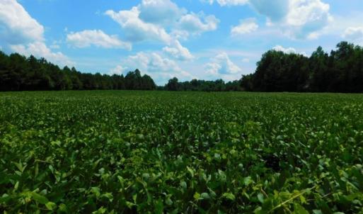 Photo of UNDER CONTRACT!  128.25 Acres of Farm and Timber Land For Sale In Wilson County NC!