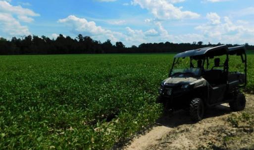 Photo of UNDER CONTRACT!  128.25 Acres of Farm and Timber Land For Sale In Wilson County NC!