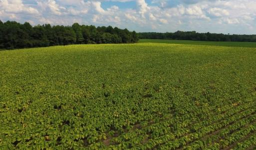 Photo of UNDER CONTRACT!  347.8 Acres of Farm and Timber Land For Sale in Wilson County NC!