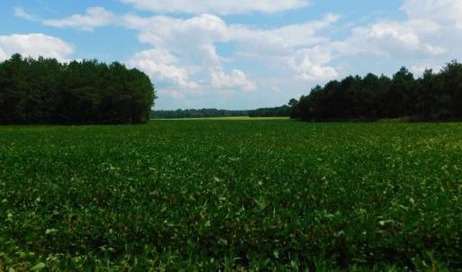 Photo of UNDER CONTRACT!  347.8 Acres of Farm and Timber Land For Sale in Wilson County NC!