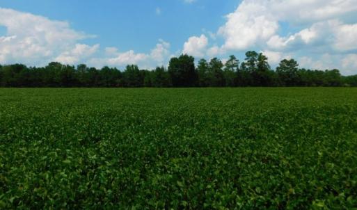 Photo of UNDER CONTRACT!  347.8 Acres of Farm and Timber Land For Sale in Wilson County NC!