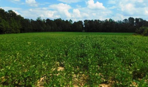 Photo of UNDER CONTRACT!  347.8 Acres of Farm and Timber Land For Sale in Wilson County NC!