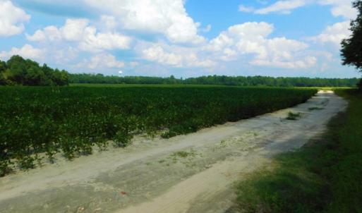 Photo of UNDER CONTRACT!  347.8 Acres of Farm and Timber Land For Sale in Wilson County NC!